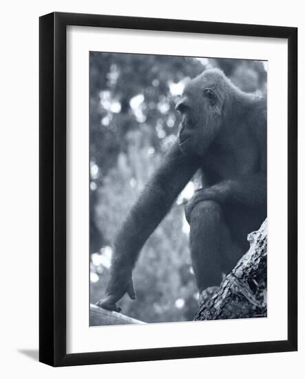 Gorilla 2-Gordon Semmens-Framed Premium Photographic Print