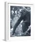 Gorilla 2-Gordon Semmens-Framed Premium Photographic Print