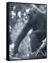 Gorilla 2-Gordon Semmens-Framed Stretched Canvas