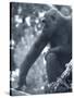 Gorilla 2-Gordon Semmens-Stretched Canvas