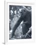 Gorilla 2-Gordon Semmens-Framed Photographic Print