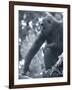 Gorilla 2-Gordon Semmens-Framed Photographic Print