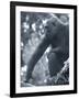 Gorilla 2-Gordon Semmens-Framed Photographic Print