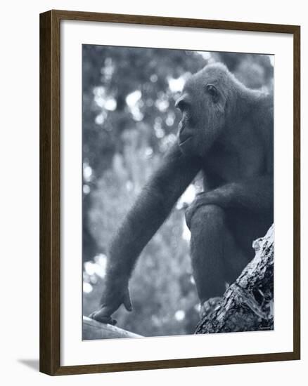 Gorilla 2-Gordon Semmens-Framed Photographic Print