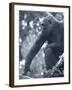 Gorilla 2-Gordon Semmens-Framed Photographic Print