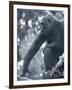 Gorilla 2-Gordon Semmens-Framed Photographic Print