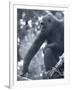 Gorilla 2-Gordon Semmens-Framed Photographic Print