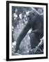 Gorilla 2-Gordon Semmens-Framed Photographic Print