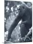 Gorilla 2-Gordon Semmens-Mounted Photographic Print