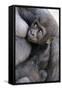 Gorilla Baby, Gorilla Mother-Ronald Wittek-Framed Stretched Canvas