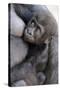 Gorilla Baby, Gorilla Mother-Ronald Wittek-Stretched Canvas