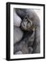 Gorilla Baby, Gorilla Mother-Ronald Wittek-Framed Premium Photographic Print