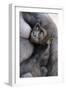 Gorilla Baby, Gorilla Mother-Ronald Wittek-Framed Premium Photographic Print