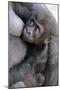 Gorilla Baby, Gorilla Mother-Ronald Wittek-Mounted Premium Photographic Print