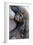 Gorilla Baby, Gorilla Mother-Ronald Wittek-Framed Photographic Print