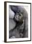 Gorilla Baby, Gorilla Mother-Ronald Wittek-Framed Photographic Print