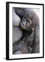 Gorilla Baby, Gorilla Mother-Ronald Wittek-Framed Photographic Print