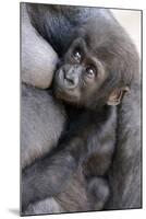 Gorilla Baby, Gorilla Mother-Ronald Wittek-Mounted Photographic Print