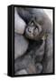 Gorilla Baby, Gorilla Mother-Ronald Wittek-Framed Stretched Canvas