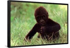 Gorilla Baby-null-Framed Poster