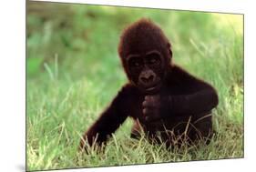 Gorilla Baby-null-Mounted Poster