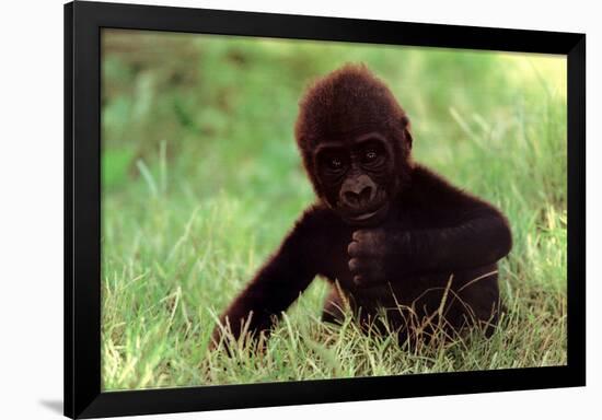 Gorilla Baby-null-Framed Poster