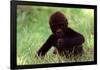 Gorilla Baby-null-Framed Poster