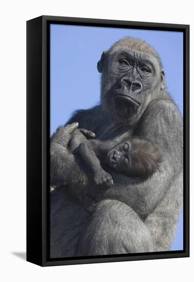 Gorilla Cradling Baby-DLILLC-Framed Stretched Canvas