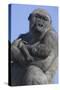 Gorilla Cradling Baby-DLILLC-Stretched Canvas