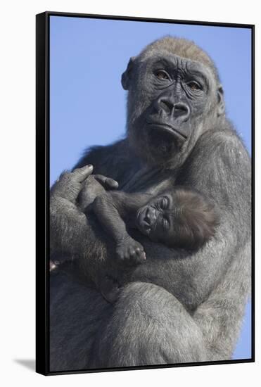 Gorilla Cradling Baby-DLILLC-Framed Stretched Canvas