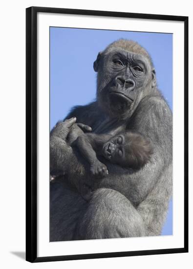 Gorilla Cradling Baby-DLILLC-Framed Photographic Print