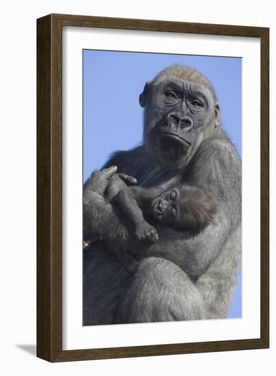 Gorilla Cradling Baby-DLILLC-Framed Photographic Print