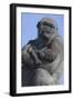 Gorilla Cradling Baby-DLILLC-Framed Photographic Print