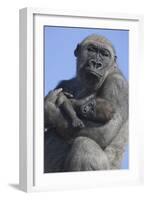 Gorilla Cradling Baby-DLILLC-Framed Photographic Print