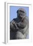 Gorilla Cradling Baby-DLILLC-Framed Photographic Print