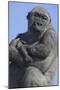 Gorilla Cradling Baby-DLILLC-Mounted Photographic Print
