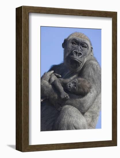 Gorilla Cradling Baby-DLILLC-Framed Photographic Print