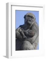 Gorilla Cradling Baby-DLILLC-Framed Photographic Print