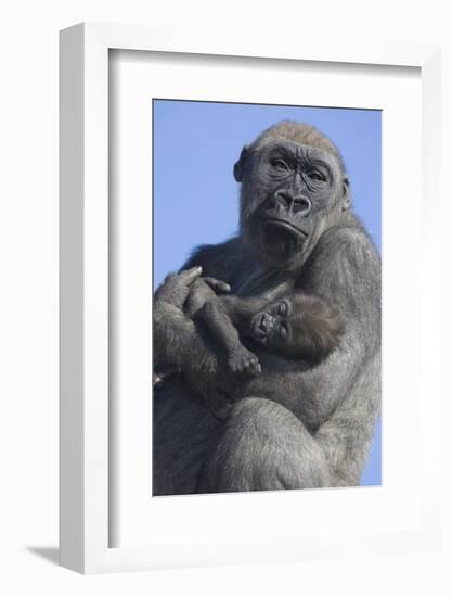 Gorilla Cradling Baby-DLILLC-Framed Photographic Print