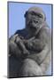 Gorilla Cradling Baby-DLILLC-Mounted Photographic Print