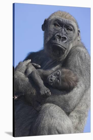 Gorilla Cradling Baby-DLILLC-Stretched Canvas