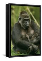 Gorilla Cuddles Baby-null-Framed Stretched Canvas