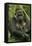 Gorilla Cuddles Baby-null-Framed Stretched Canvas