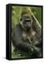 Gorilla Cuddles Baby-null-Framed Stretched Canvas