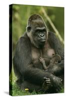 Gorilla Cuddles Baby-null-Stretched Canvas