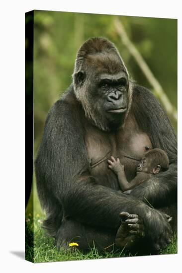 Gorilla Cuddles Baby-null-Stretched Canvas
