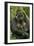 Gorilla Cuddles Baby-null-Framed Premium Photographic Print