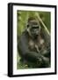 Gorilla Cuddles Baby-null-Framed Premium Photographic Print