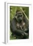 Gorilla Cuddles Baby-null-Framed Premium Photographic Print