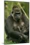 Gorilla Cuddles Baby-null-Mounted Premium Photographic Print